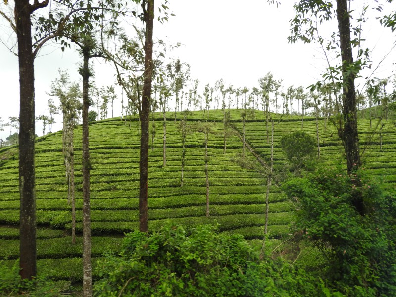 13 PERIYAR Piantagione di te